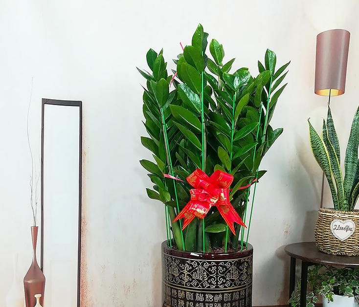 光合作用|养花提示:掌握3个技巧,盆栽金钱树、发财树枝叶绿得冒油