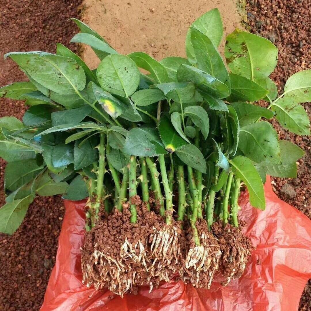 浇花|用磷酸二氢钾水浇花时该注意哪些“忌讳”,适用于什么花草