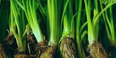 营养|多年芹菜都白吃了,原来最有营养的是芹菜根,可惜都不了解