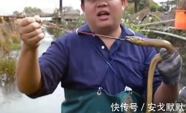 大鱼|男子花费5个多小时呆在臭水沟,竟然只为了带到这条金色的大鱼!