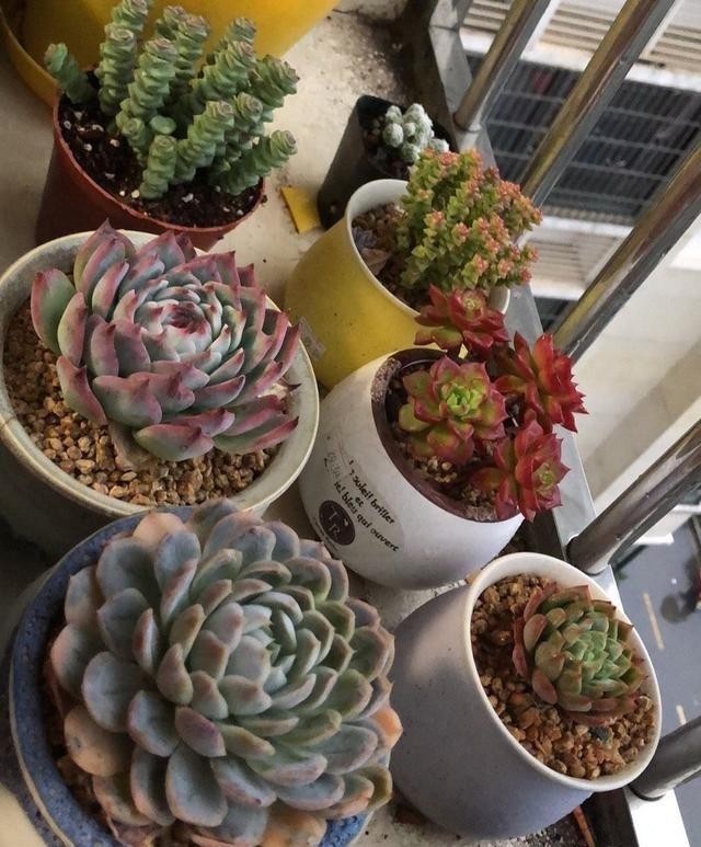 冬天里的多肉,做好“两件事”,安心过冬,不徒长状态更美