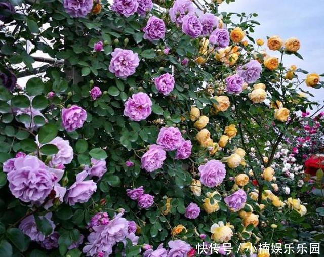 藤彩虹|30岁女主,栽花上瘾,院子不留空地,栽满花卉美成花海