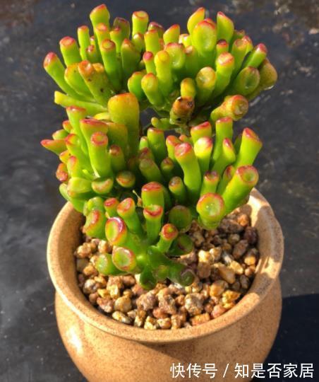 人见人爱的吸财树,了解掌握4个要点,轻松爆盆颜色靓丽