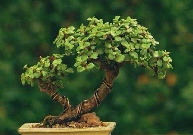 塑形|金枝玉叶,别养错了,30天剪一次,精雕细琢,养成盆景才漂亮!