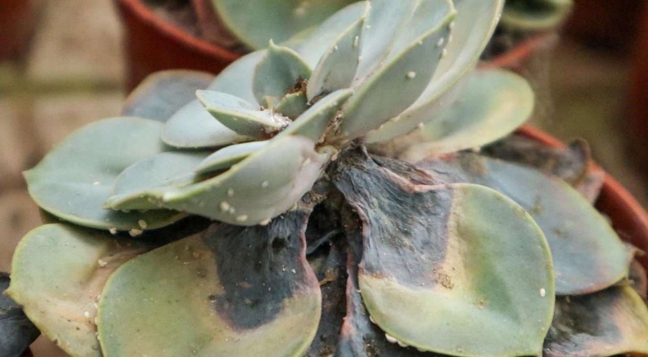 怎么消灭蚧壳虫?用这几种办法,既不会伤害花草又省钱高效