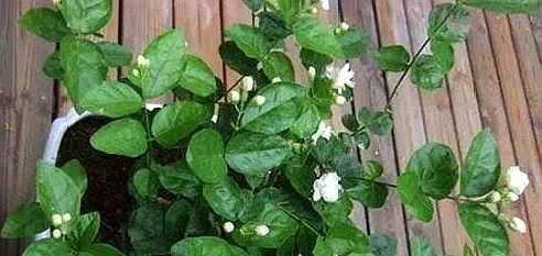 茉莉花刚萌芽,做好这些事,株型变漂亮,新芽出的多,开花一整年