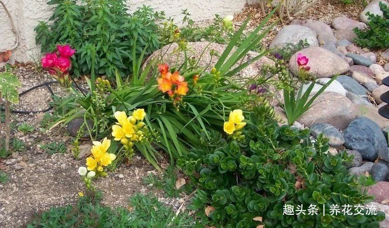 叶子|秋天买些香雪兰的种球，种盆里冬季就开花，来年夏天收获大盆子球