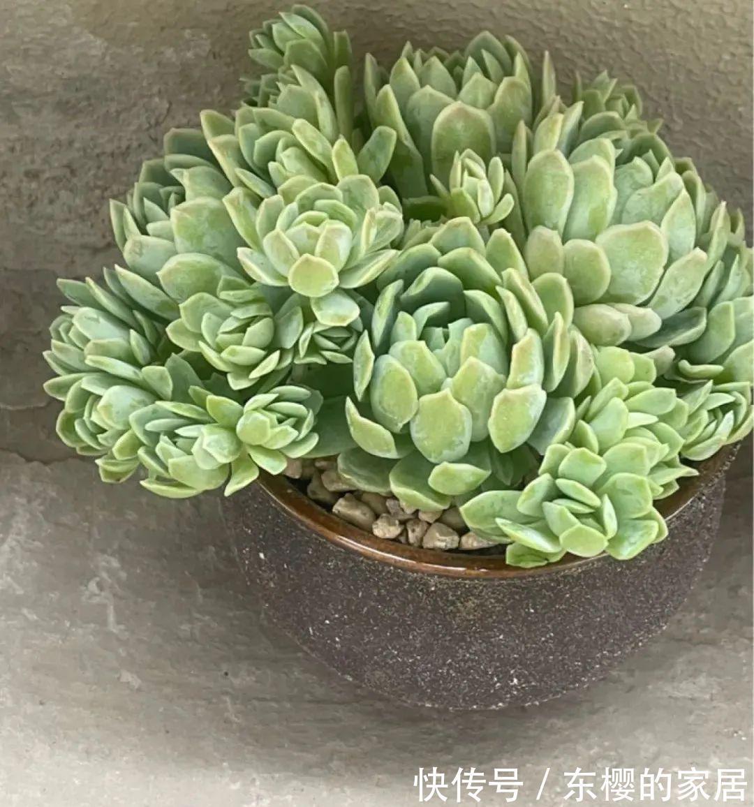换盆时机到了，有这花赶紧换，换完立马疯长！