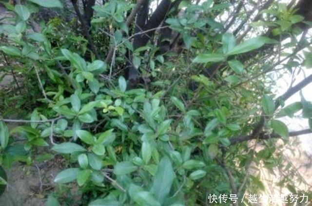 一种名贵的盆景树,有院子的一定要养,价值高造型美!