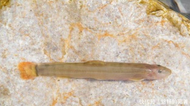 特色菜|此鱼十几年前小溪里随处可见,长得很像泥鳅,如今很难看到野生的!