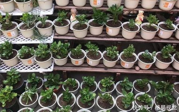 花期|6、7月盆栽长寿花,该如何养好3个窍门让它花期开花挡不住