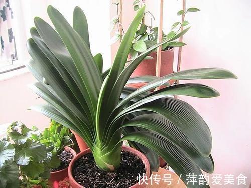 浇水|八月立秋后，轻轻“叫醒”君子兰，遵循3原则，用力别太猛