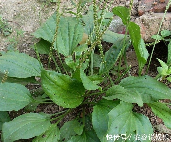 曾经“喂猪草”如今的养生菜，虽普通却有很多作用，功效营养太强