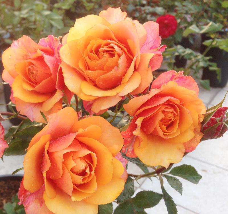 养花试试这几款，色彩艳丽，生长迅速，十分讨喜