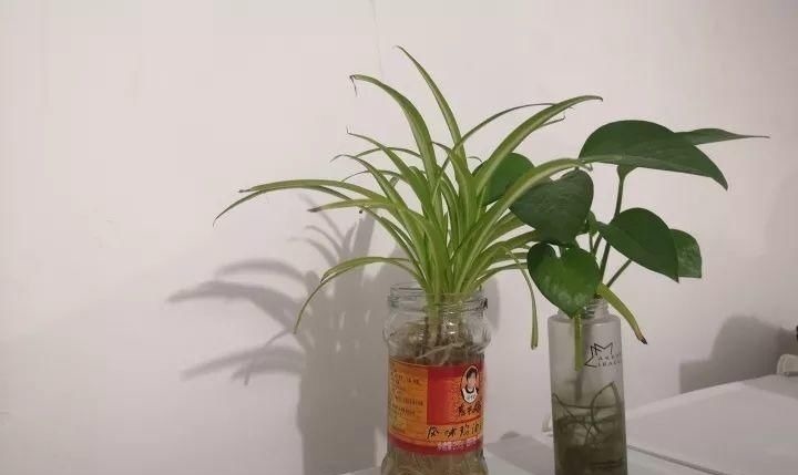 塑料瓶|旧筷子、老干妈瓶别扔，拿来养花效果好，省下一笔养花钱