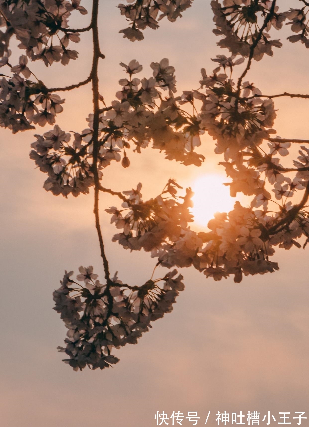 明月何时照我还&王安石很经典的7首短诗,4首励志3首可爱,读来大有收获