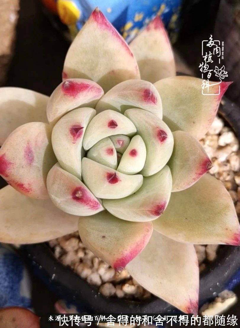 生活的本质就是爱,喜悦,和平!养多肉的快乐是金钱买不到的!