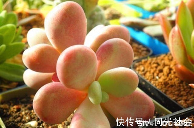 肉友们|多肉植物里的“六大美人”，我家养了几棵，有些确实难养！