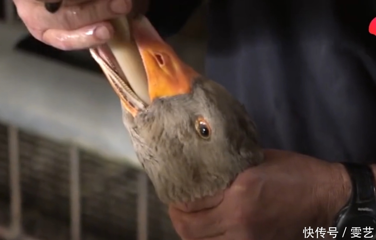 鹅肝|强迫进食,“填鸭式”育肥,用酒溺死后再烤,法国大餐的残忍吃法