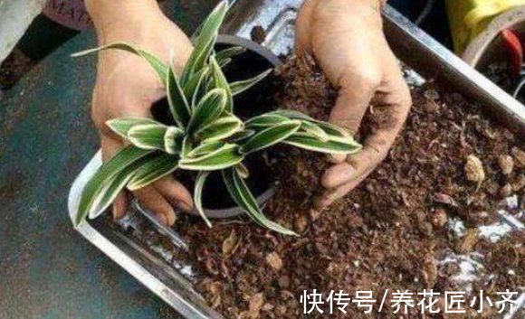 植物|养花“三种土”，任何植物都能用，但是环境不同，选择就要不同