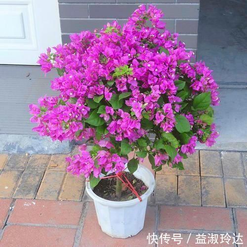 这3种花就是开花机器,一到夏天就摘心,满树花苞太美了