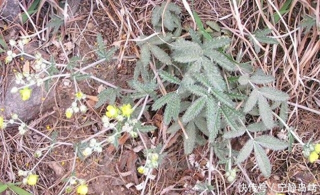 农村一种植物，地下藏着“大鸡腿”，生吃美味，还能治咳嗽！