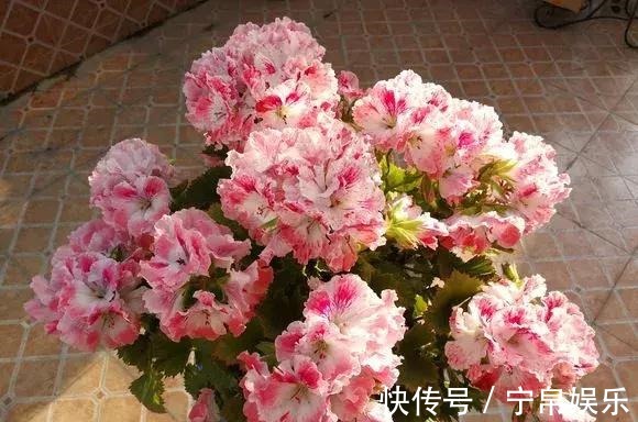 德利|1种花“人人爱”,耐旱好养,新手也能花开成球,一开300天!