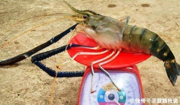 钓鱼|钓友鱼没钓到,钓了1只1米长1斤重的大虾,一起来欣赏一下吧