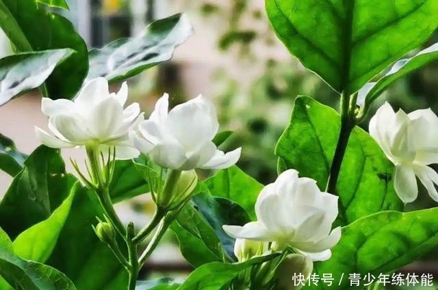 花市大捡漏，10种花现在买特合适，养一养就爆盆！