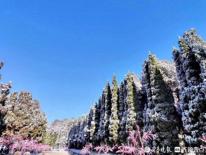 跑马岭|济南南山跑马岭迎来今冬第二场降雪！齐鲁雪乡美似童话