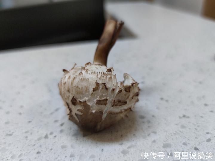 腹泻|一家人和狗开始不停呕吐、腹泻！医生说错失洗胃黄金期，都是这种美食惹得祸