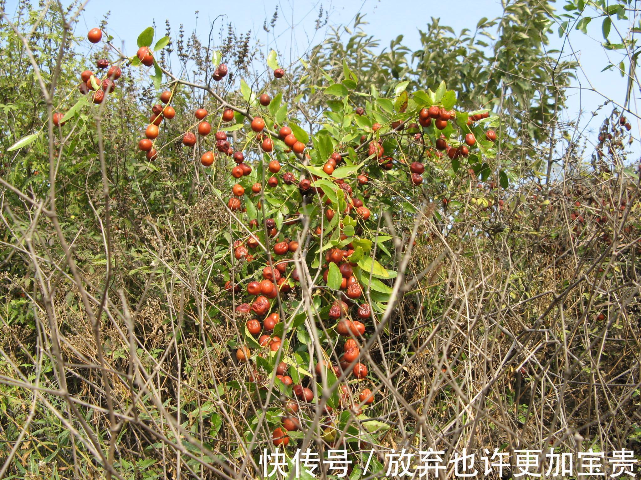 酸枣仁|失眠最怕一种小果子，坚持每天吃几颗，让失眠渐渐远离你