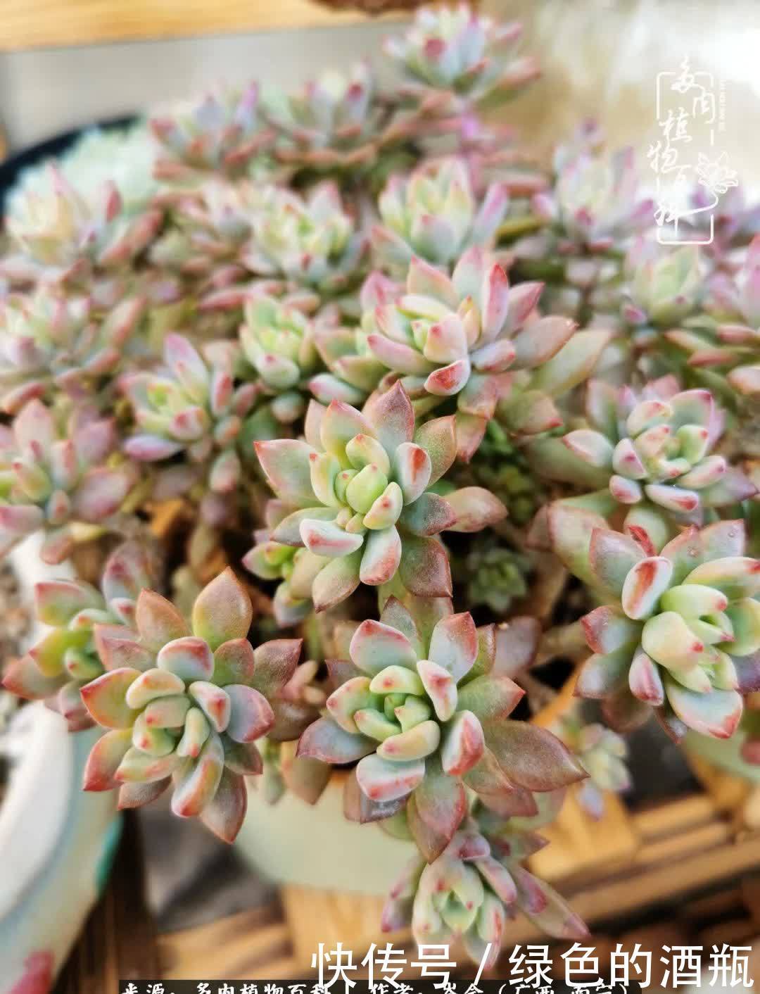 无关利益,不计得失,多肉给了我不一样的感受温暖的方式