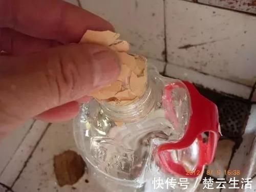 蟹爪兰不开花，盆里扔个“蛋”，变成“钢锯叶”，花开满枝头！