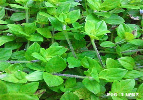 黄瓜|女性到了中年,不妨多吃四种食物,排毒抗衰,清理肠胃,滋补身体