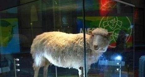 多莉 当年克隆成功的羊“多莉”,如今怎样了呢变成了怪物