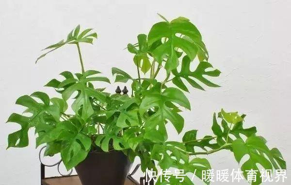 这10种花,再穷也要养,角落里的甲醛、毒气都给吸干净