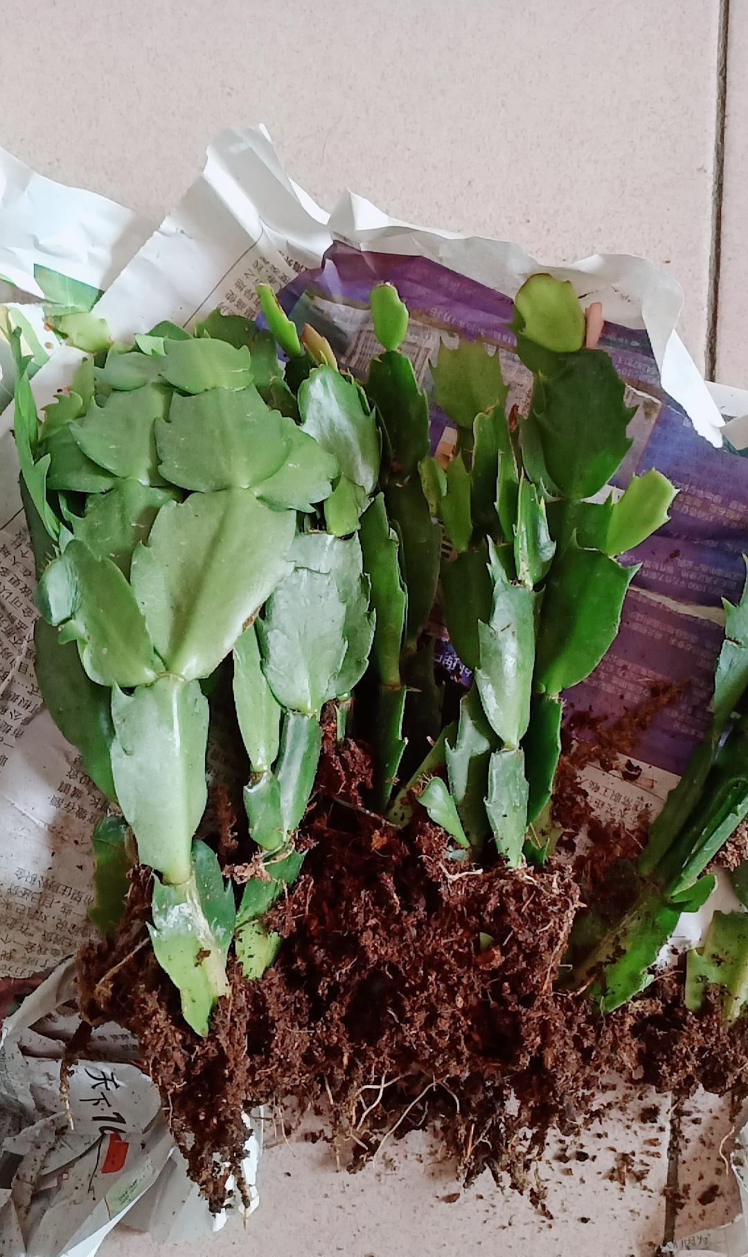 蟹爪兰“软趴趴”,叶子薄不开花?改3个“小毛病”,开成花大树