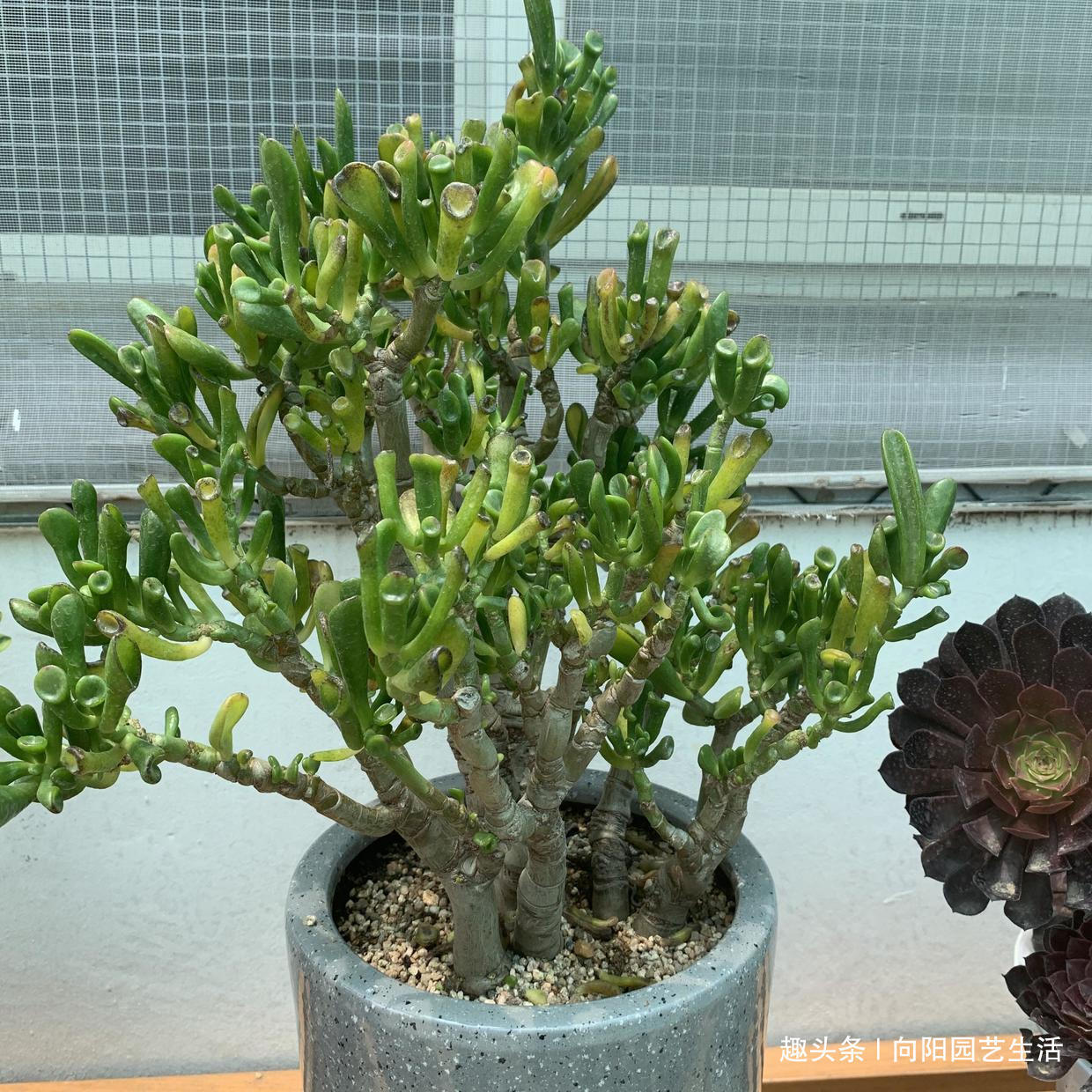 7年的吸财树,养成“高价盆景”,给辆车都不换,当成传家宝