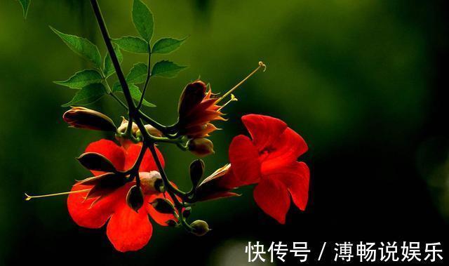 花盆|熟悉而陌生的“凌霄花”，掐个枝埋花盆，几年吃掉你的房，太猖狂