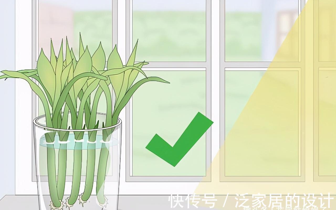 水培|富贵竹不用花钱买了，1根迅速变10根，这样扦插繁殖生长速度快