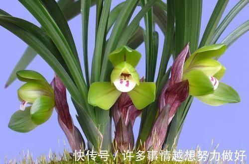 叶片|要想兰花养得好,这5步少不了,根正苗红就是这么养出来的