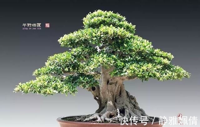 新貌|一组盆景作品欣赏，能达到法严、形美、意放、韵胜才是佳作