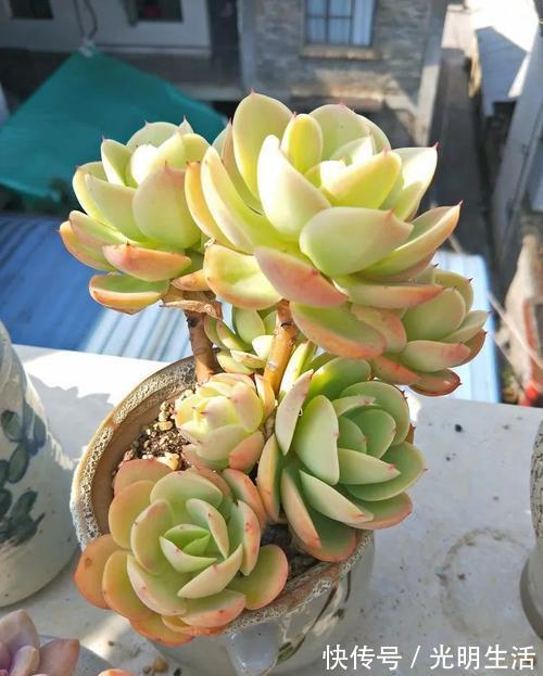 碧桃|夏天老花匠都爱养的碧桃多肉,颜值高叶肥厚,皮实好养适合新手