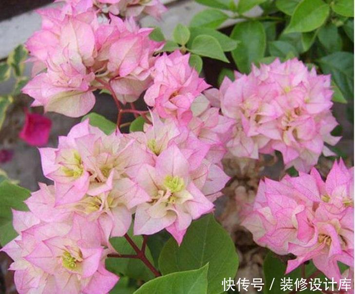 养花盆土易板结,学会3个方法,土壤疏松透气又营养,花卉长得旺