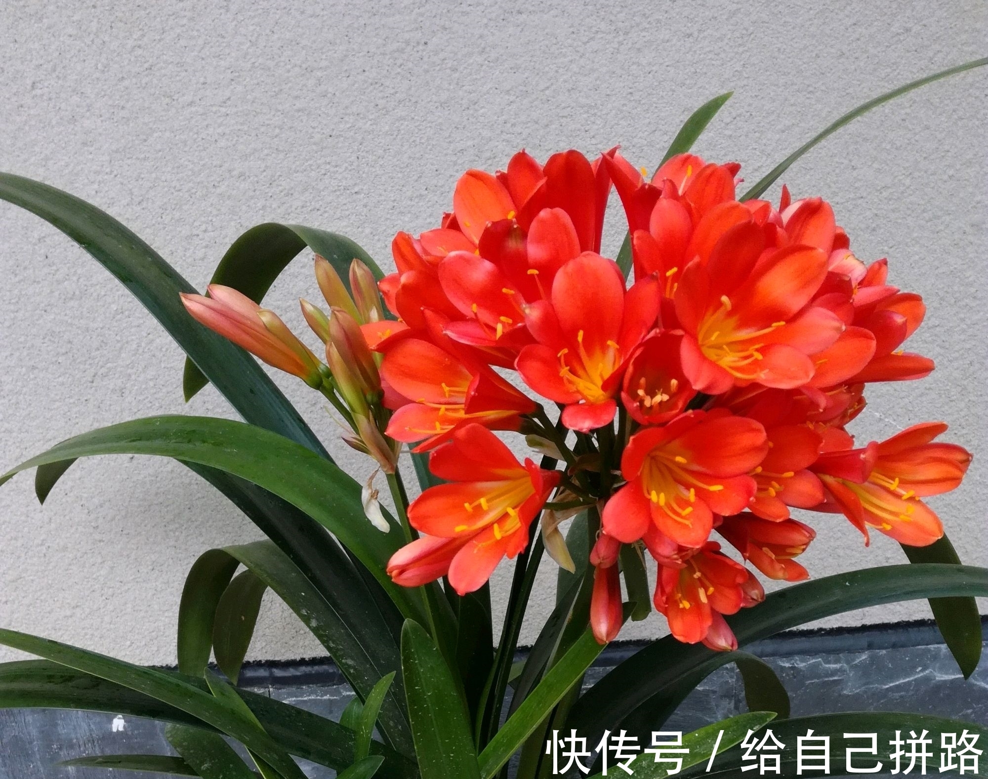 盆土|在君子兰盆土中混入大量的麻籽作为肥料会烧根吗?换个栽培方式