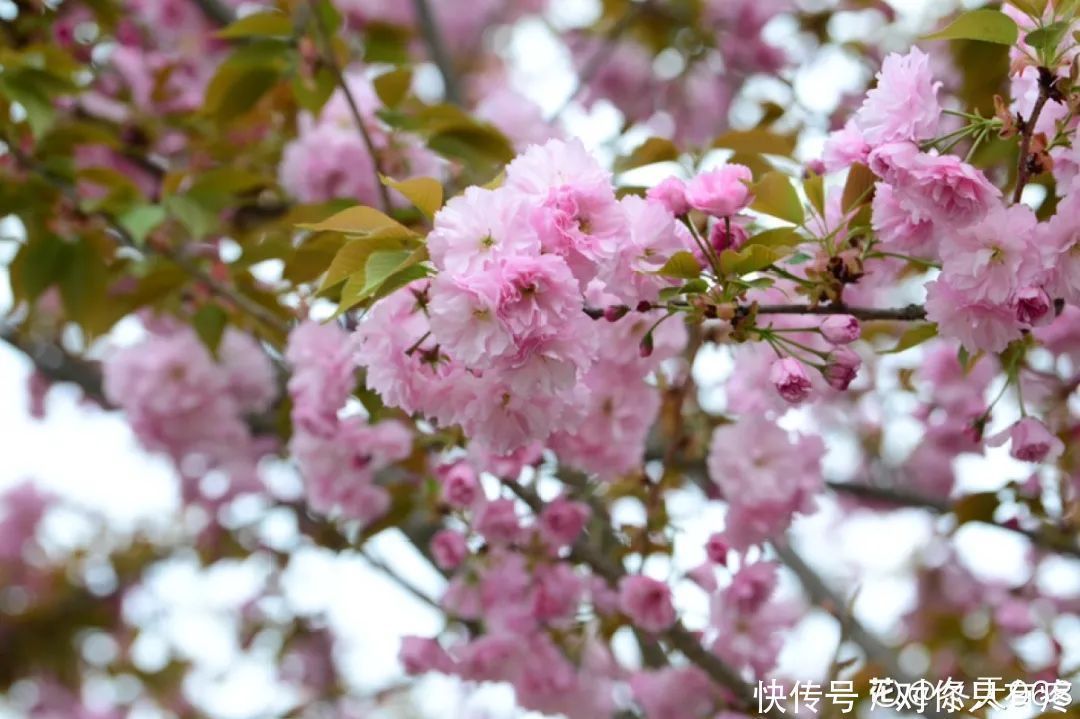 养花爱花2021赏花日历,看好这一篇,不会错过花期