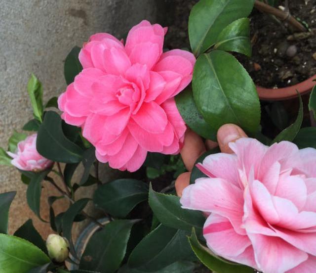 秋季给茶花换盆,1个“细节”别忽略,快速服盆,花苞蹭蹭冒