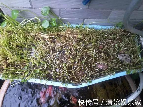 咋“折腾”都不死的4种花,越修剪越旺,很难养死