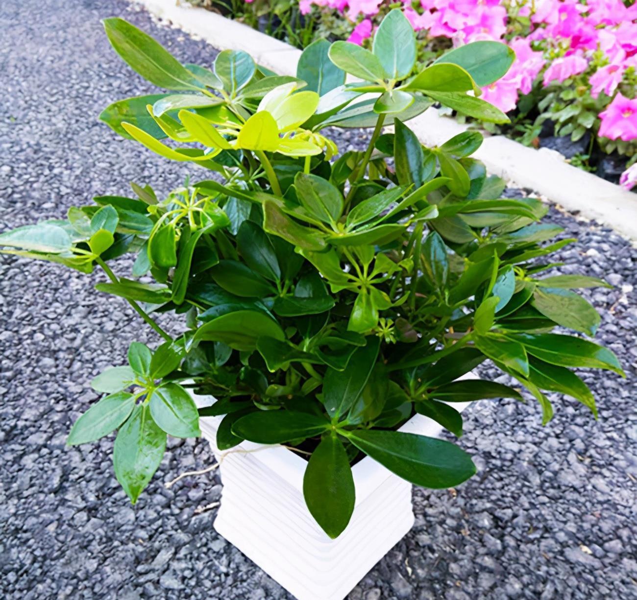 净化空气选什么植物,推荐这5种,各有绝招